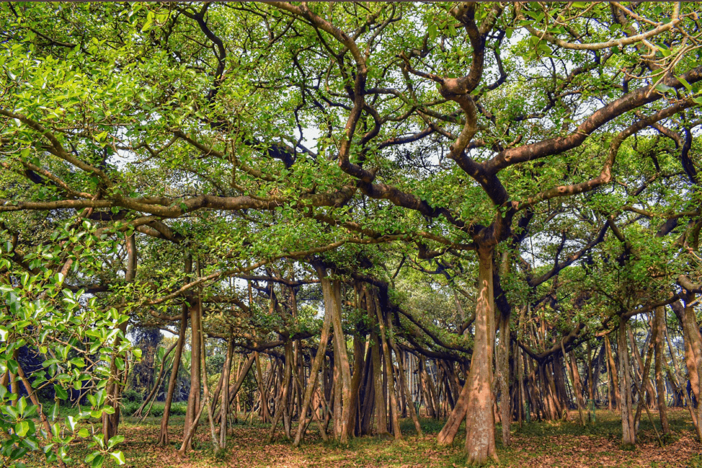 The Great Banyan tree