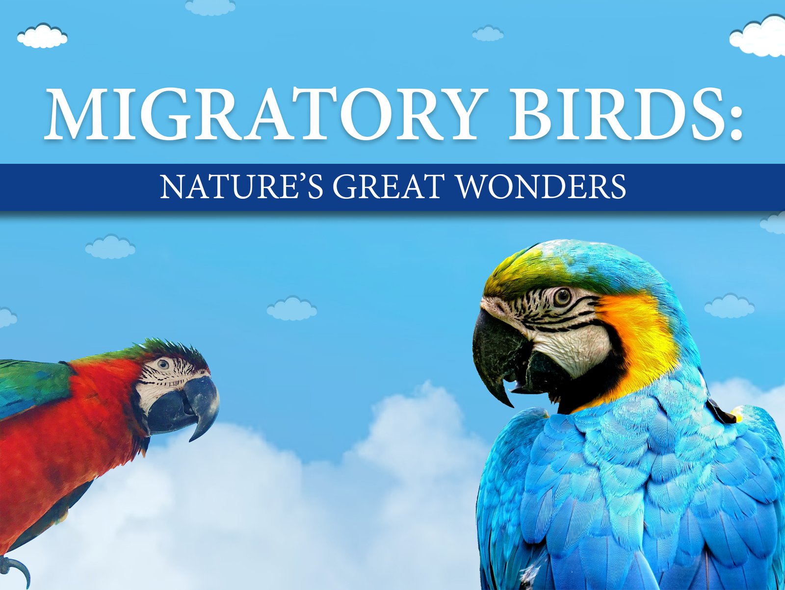 Migratory birds poster