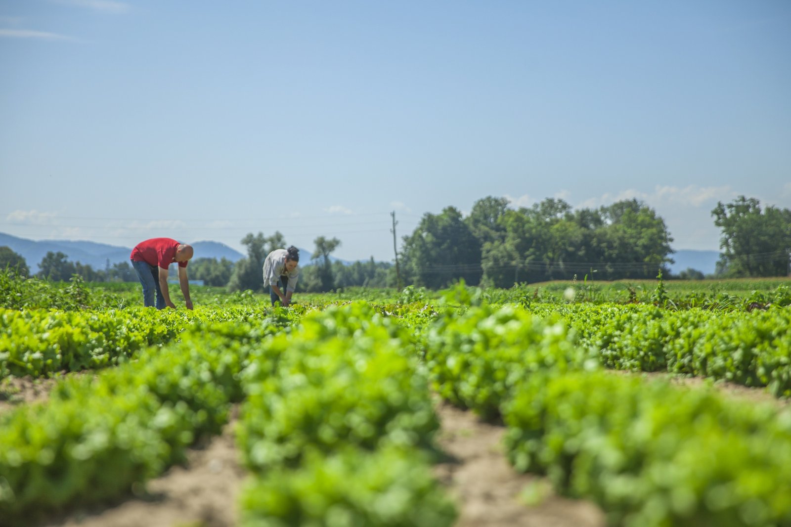 organic farming