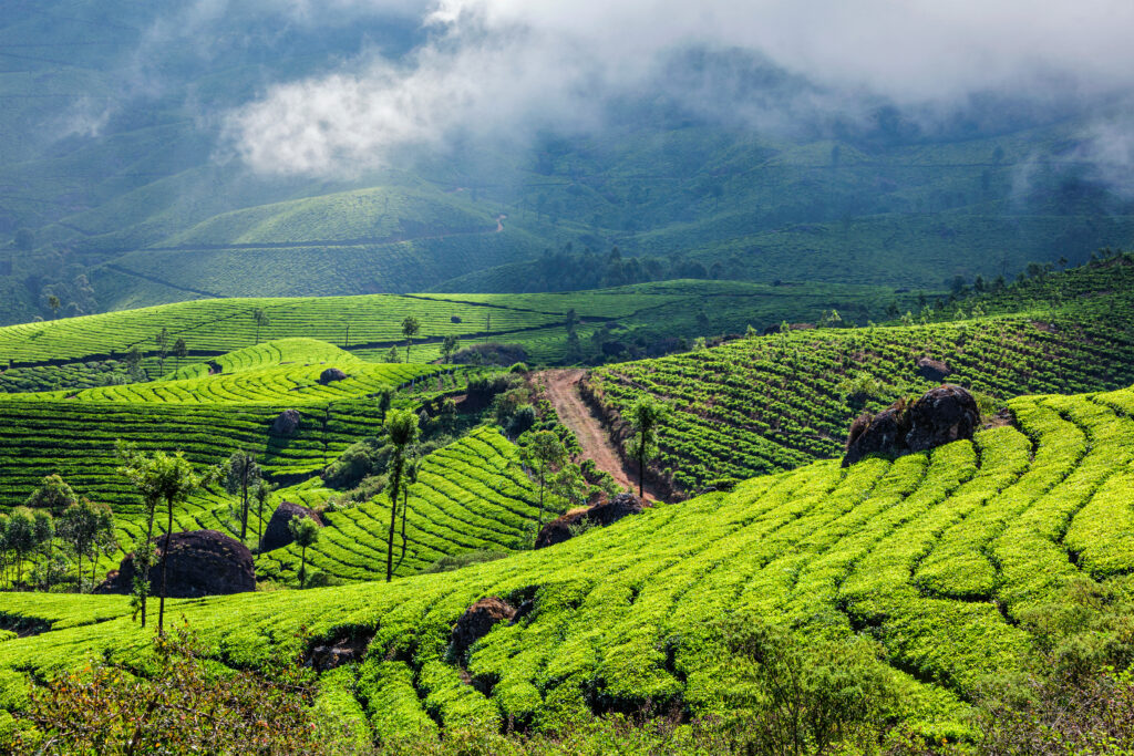 green tea plantations is Munnar in Kerala